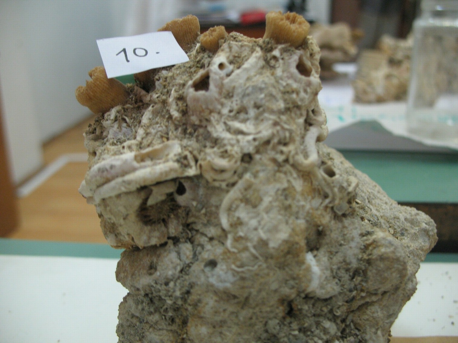 Vermes e Mollusca